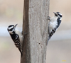 Downy Woodpeckers